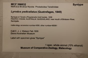 Media type: image;   Malacology 396632 Description: Label.;